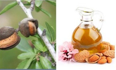 Hạnh nhân và dầu hạnh nhân không quá xa lạ trong bí quyết làm đẹp của chị em. Tại Croatia, phụ nữ cũng dùng hạnh nhân trong vô số khâu chăm sóc nhan sắc và sức khỏe.