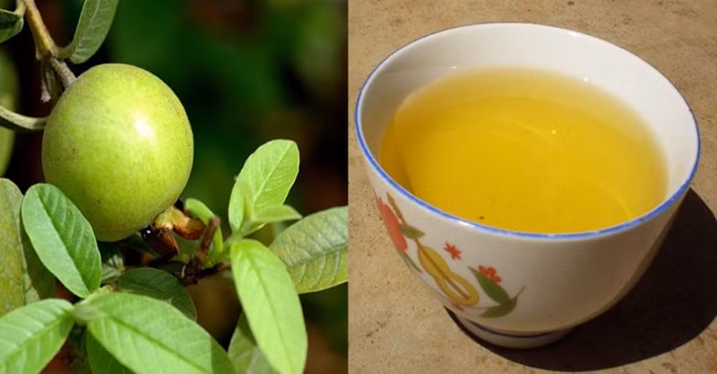 Lá ổi là phương thuốc tự nhiên tốt nhất trong nhiều trường hợp rụng tóc và tóc thưa, ngoài việc ngăn rụng tóc nó còn có tác dụng kích thích tóc mọc nhanh vì nó có chứa nhiều Vitamin B, một tố chất quan trọng giúp sợi tóc khỏe mạnh. Ảnh: Internet.