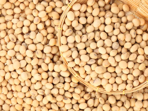 Đậu nành là một nguồn mangan tuyệt vời và cũng là một nguồn protein thực vật. Nếu ăn đậu nành thường xuyên thì bạn chẳng bao giờ sợ mắc các chứng loãng xương.