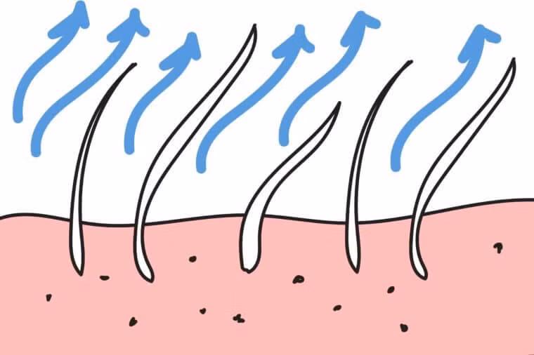 Bạn có khoảng 100.000 -150.000 sợi tóc trên đầu và mỗi sợi tóc mọc dài khoảng hơn 1cm/tháng.