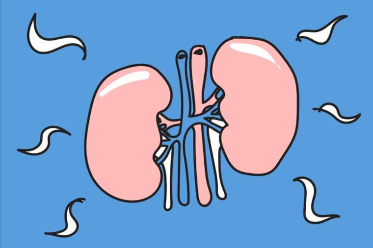 Thận cũng là bộ phận cơ thể làm việc 24/7. Chúng lọc, đưa máu sạch vào cơ thể và loại bỏ các chất thải.