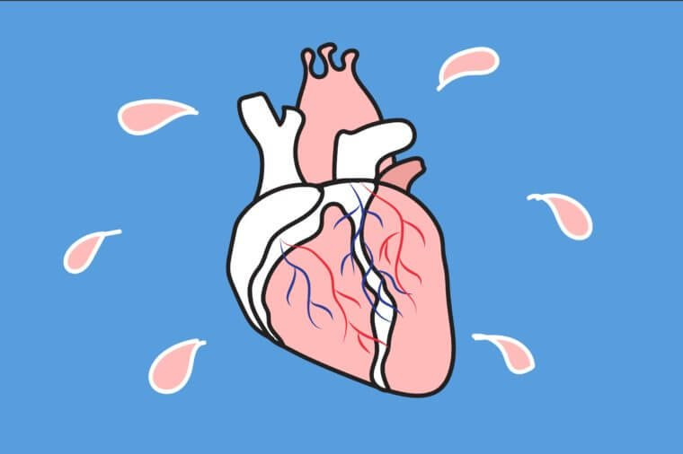 Mỗi nhịp tim bơm khoảng 70ml máu và gửi nó khắp cơ thể. Nếu có nhịp tim khoảng 80 nhịp/phút, tim bạn sẽ bơm 5,6 lít máu vào cơ thể mỗi phút.