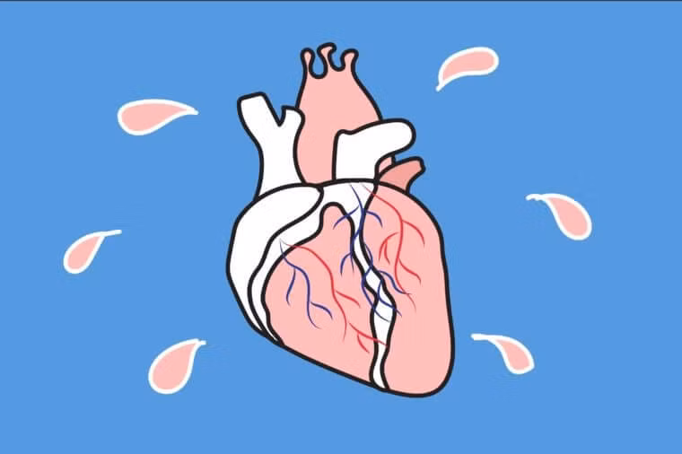 Mỗi nhịp tim bơm khoảng 70ml máu và gửi nó khắp cơ thể. Nếu có nhịp tim khoảng 80 nhịp/phút, tim bạn sẽ bơm 5,6 lít máu vào cơ thể mỗi phút.