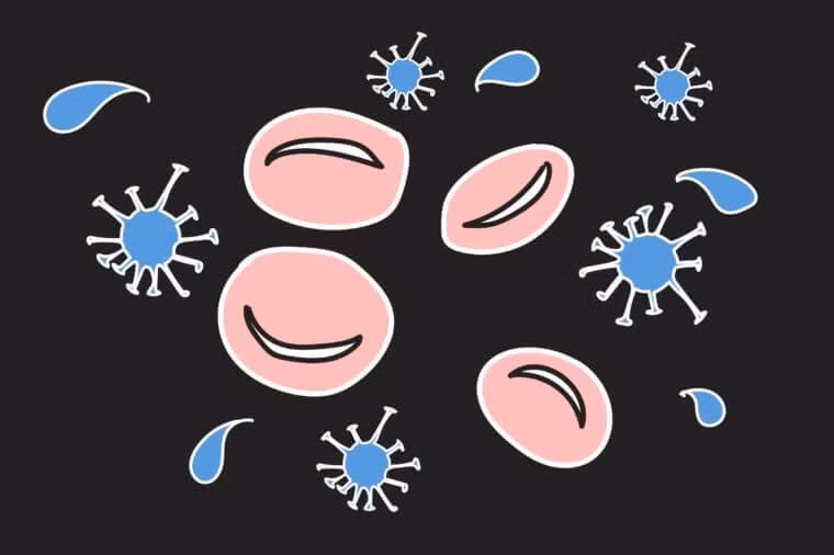 Có tới 120 triệu hồng cầu nằm trong tủy xương. Hồng cầu mang oxy và loại bỏ carbon dioxide khỏi cơ thể.