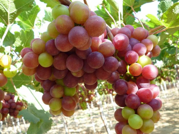 Các loại nho thường có hương vị ngon nhất vào mùa thu. Nho là một nguồn cung cấp dồi dào các vitamin K, vitamin C, chất chống oxy hoá và resveratrol, một hợp chất chống viêm giữ cho làn da của bạn luôn trẻ trung.