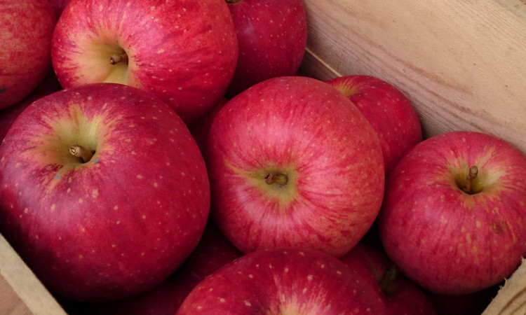 Các nghiên cứu gần đây nhất cho thấy một hợp chất có trong quả táo giúp chống bệnh ung thư. Chất này thậm chí còn tiêu diệt các tế bào ung thư ruột kết hiệu quả hơn cả thuốc hóa trị.