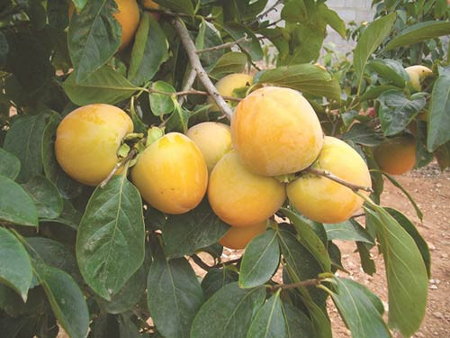 Quả hồng là trái cây mùa thu rất được ưa chuộng ở một số nước châu Á. Nó chứa chất chống oxy hoá - catechin và polyphenol có khả năng chống viêm rất tốt.