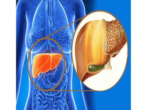 Tăng cường sức khỏe gan: Chlorella còn giúp tăng cường chức năng enzyme và sức khỏe gan. Tảo lục có thể được coi là chất bổ sung dinh dưỡng hỗ trợ gan tuyệt vời.