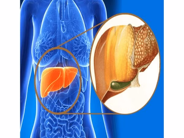 Tăng cường sức khỏe gan: Chlorella còn giúp tăng cường chức năng enzyme và sức khỏe gan. Tảo lục có thể được coi là chất bổ sung dinh dưỡng hỗ trợ gan tuyệt vời.