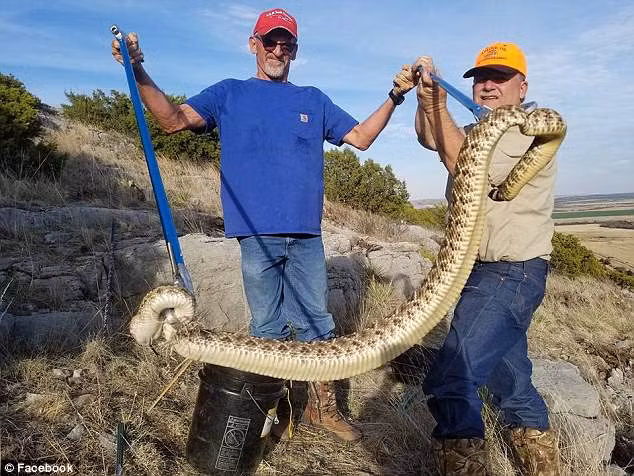 Crow, 51 tuổi, lúc đó đang muốn bắt rắn để mang tới lễ hội rắn chuông sắp được tổ chức. Crow, 51 tuổi, lúc đó đang muốn bắt rắn để mang tới lễ hội rắn chuông sắp được tổ chức.