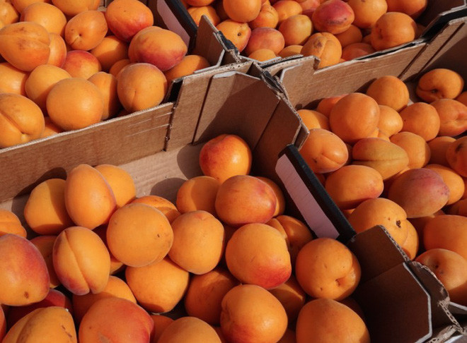 Mùa hè ở nước Nga còn có một loại quả giống Việt Nam là quả mơ. Khác với mơ Việt Nam thường có vị chua, mơ của Nga lại thiên hơn về vị ngọt.