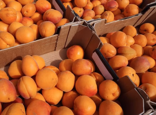 Mùa hè ở nước Nga còn có một loại quả giống Việt Nam là quả mơ. Khác với mơ Việt Nam thường có vị chua, mơ của Nga lại thiên hơn về vị ngọt.