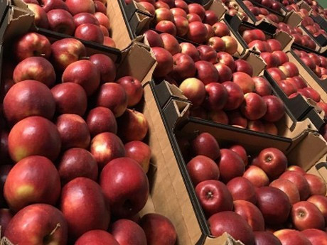 Những trái táo tươi thường có vị ngọt vừa phải và dồi dào vitamin được người Nga vô cùng yêu thích.