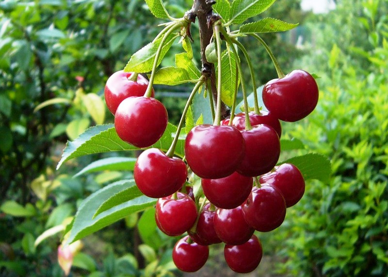 Vừa ăn cherry vừa thưởng thức các trận bóng kịch tích thực sự là ý tưởng tuyệt vời cho các cổ động viên mùa World Cup này.