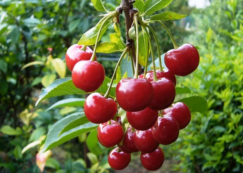 Vừa ăn cherry vừa thưởng thức các trận bóng kịch tích thực sự là ý tưởng tuyệt vời cho các cổ động viên mùa World Cup này.
