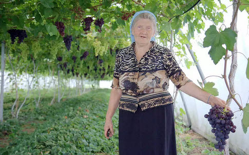 Thời điểm này đến Nga, ngoài việc xem các trận đấu World Cup, bạn còn có thể thưởng thức những trái nho đang vào mùa.