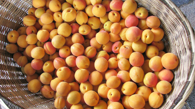 Quả mơ của Nga chín thường có màu vàng pha chút đỏ, to và mọng nước. Người Nga có thể làm được rất nhiều món với mơ như nước mơ, mứt mơ... nhưng nổi tiếng nhất là món mơ sấy. Ảnh: Internet.