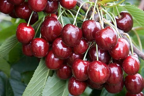 Anh đào: Ở Nga thời điểm này anh đào chỉ vừa mới bắt đầu vào mùa. Những trái anh đào trông rất tươi ngon và hấp dẫn.