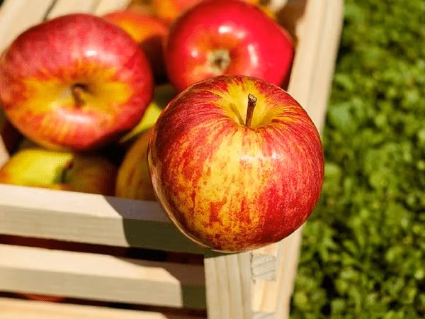 Ăn táo vào ban đêm có thể làm tăng axit trong dạ dày. Vì vậy, hãy ăn táo vào ban ngày để làm mềm chức năng ruột.