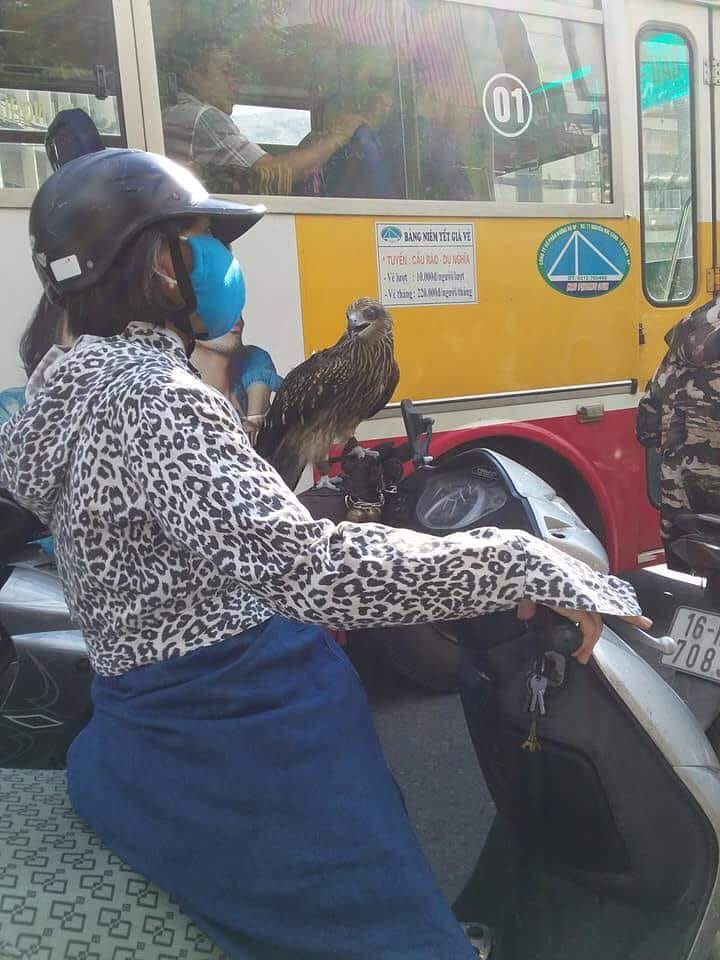 Xuất hiện thần điêu đại tỉ mang chim cắt đi Lead phóng hiên ngang giữa phố.