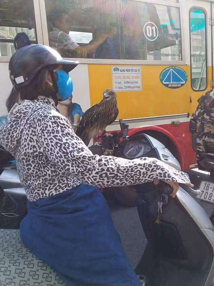 Xuất hiện thần điêu đại tỉ mang chim cắt đi Lead phóng hiên ngang giữa phố.