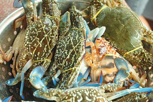 Ghẹ có nhiều loại như ghẹ đỏ, ghẹ ba chấm, ghẹ xanh… nhưng ghẹ ngon, nhiều thịt và bổ dưỡng nhất vẫn là ghẹ xanh. Không nên chọn con quá lớn, con vừa phải sẽ nhiều thịt và ngon hơn. Chọn những con thật chắc, bằng bàn tay người lớn, bấm vào yếm không lún.