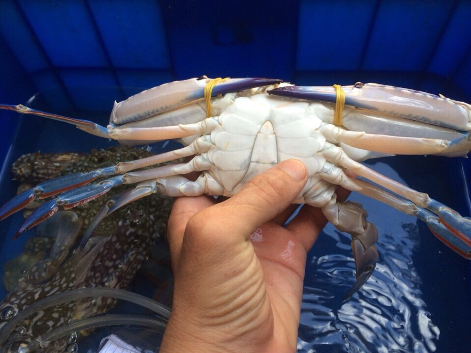 Nếu thích ăn ghẹ thịt thì chọn con đực, bấm tay vào sát phần yếm (phía dưới ức, gần chân mái chèo), nếu không lõm thì đó là cua ghẹ chắc thịt. Nếu thích ăn ghẹ có gạch thì chọn con cái. Những con này có màu hơi ngả vàng, các chân của chúng bóp rất chắc chứ không mềm hoặc hơi lõm.