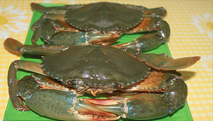 Khi chọn mua cua, nhìn bên ngoài thấy lớp vỏ màu xám đục, dùng tay ấn vào yếm cua thấy rắn chắc, yếm to là cua có nhiều thịt. Không nên chọn cua nhìn que càng và mai trông hơi xanh, ấn tay vào yếm thấy mềm là loại cua mọng nước, xốp, ít thịt, không ngon.