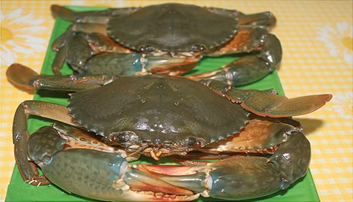 Khi chọn mua cua, nhìn bên ngoài thấy lớp vỏ màu xám đục, dùng tay ấn vào yếm cua thấy rắn chắc, yếm to là cua có nhiều thịt. Không nên chọn cua nhìn que càng và mai trông hơi xanh, ấn tay vào yếm thấy mềm là loại cua mọng nước, xốp, ít thịt, không ngon.