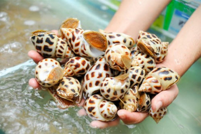 Ốc ngon có mày nằm sát bên ngoài, khi đụng tay vào, mày khép lại. Ngược lại, mày thụt sâu vào trong là ốc không ngon. Ốc chết có mùi rất khó chịu. Ảnh: Internet.