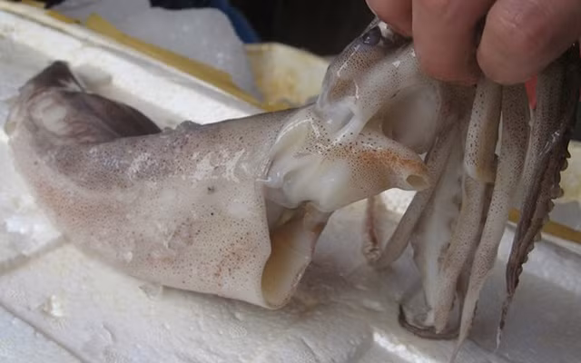 Chọn mực tươi nên chọn con to, dày mình, trắng đục như cùi dừa, thịt chắc không bị nát, lớp màng màu nâu bao quanh đều bên ngoài đối với mực nang, còn mực ống thì chọn con có lớp thịt màu sáng hơi hồng, đầu vẫn dính chặt vào thân, túi mực chưa bị vỡ.