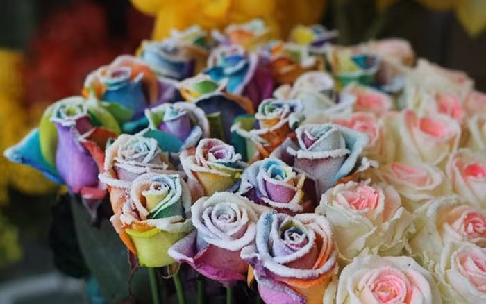 Đây là loại hoa khá độc đáo của Hà Lan. Bông có 7 màu, kèm lớp tuyết phủ trên bề mặt, giá dao động 180.000-250.000 một bông. (Ảnh: VnExpress)