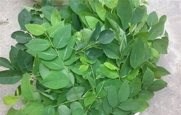 Rau ngót trị nám. Bạn chỉ cần giã một chút rau ngót với một chút gừng, vắt lấy nước và thoa đều hỗn hợp lên da và để 15 phút, sau đó rửa sạch với nước.