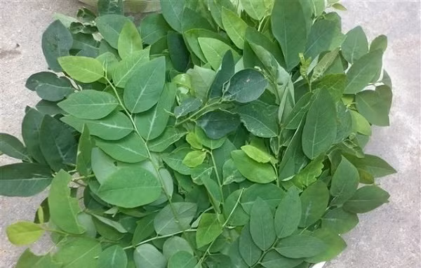 Rau ngót trị nám. Bạn chỉ cần giã một chút rau ngót với một chút gừng, vắt lấy nước và thoa đều hỗn hợp lên da và để 15 phút, sau đó rửa sạch với nước.