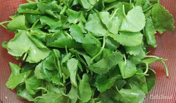 Mặt nạ rau má trị mụn. Lấy từ 30-40g rau má tươi mỗi ngày nghiền nát để dùng đắp mặt hoặc rửa mặt bằng nước rau má tươi.