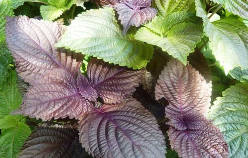 Nếu muốn làn da trắng, giảm vết tàn nhang, bạn có thể dùng lá tía tô giã nhuyễn rồi đắp lên làm mặt nạ hoặc dùng thân và lá tía tô đun sôi lấy nước rửa mặt.