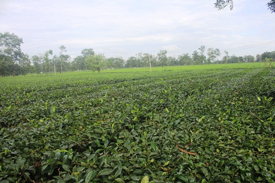 Hiem thay: Doi che co thu 100 tuoi, 3 doi hai van “moi tay”