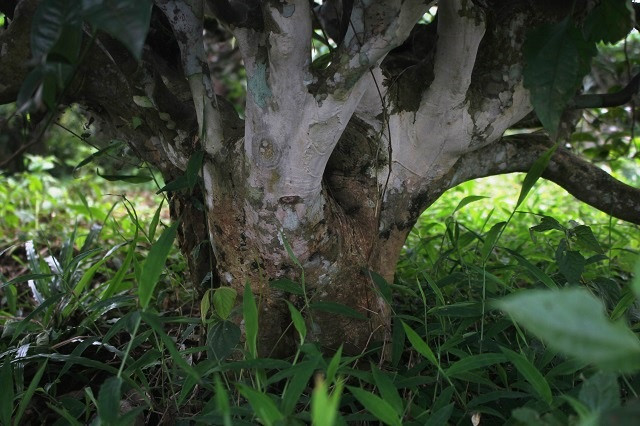 Hiem thay: Doi che co thu 100 tuoi, 3 doi hai van “moi tay”-Hinh-4