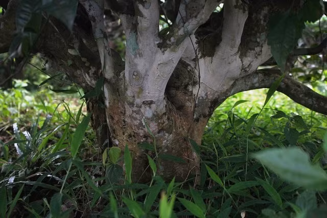 Hiem thay: Doi che co thu 100 tuoi, 3 doi hai van “moi tay”-Hinh-4