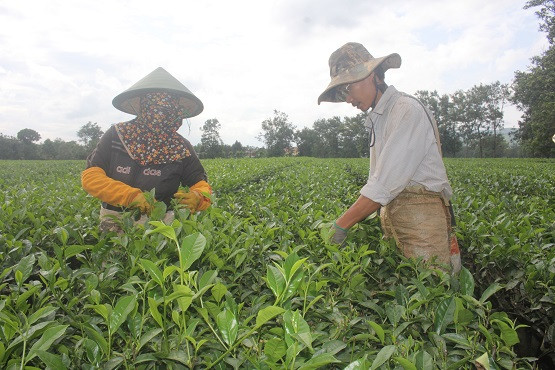 Hiem thay: Doi che co thu 100 tuoi, 3 doi hai van “moi tay”-Hinh-5