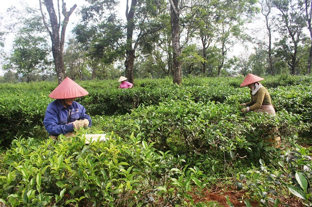 Hiem thay: Doi che co thu 100 tuoi, 3 doi hai van “moi tay”-Hinh-2