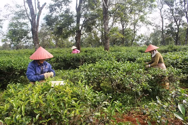 Hiem thay: Doi che co thu 100 tuoi, 3 doi hai van “moi tay”-Hinh-2