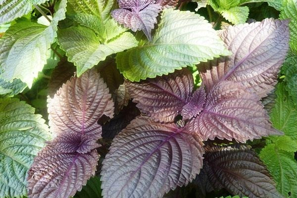 Ngoài xóa mờ nếp nhăn, lá tía tô mang đến vô vàn tác dụng làm đẹp da mặt khác – Ảnh: Internet.