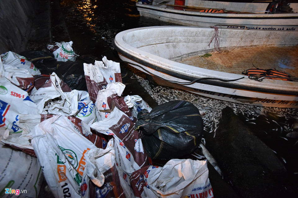 Cá được thu vớt và cho vào các bao tải để lên bờ trước khi mang đi tiêu huỷ.