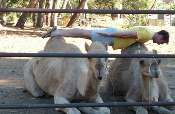 Tư thế plank trên lạc đà.