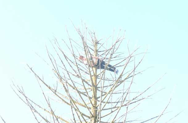 Trèo lên cả ngọn cây để plank.