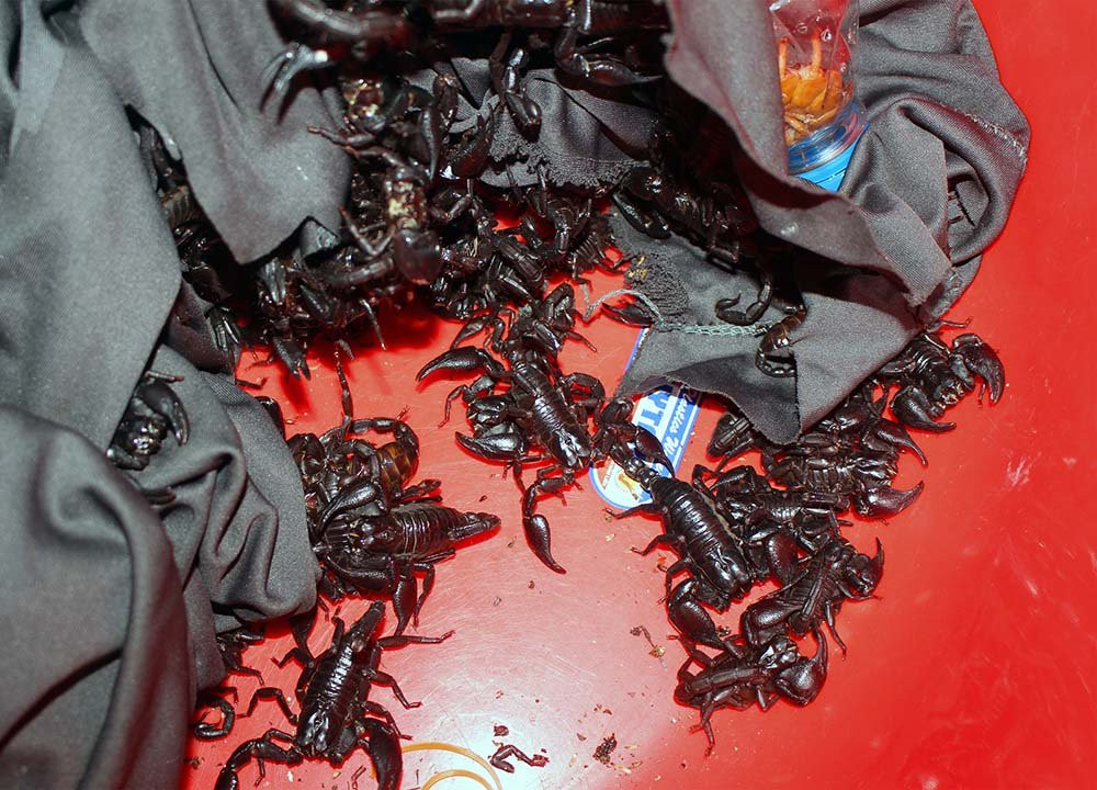 Bò cạp có giá từ 6-10 nghìn đồng/con ở chợ côn trùng Tịnh Biên. Loại này được cho giúp quý ông "dũng mãnh" trong chuyện phòng the.