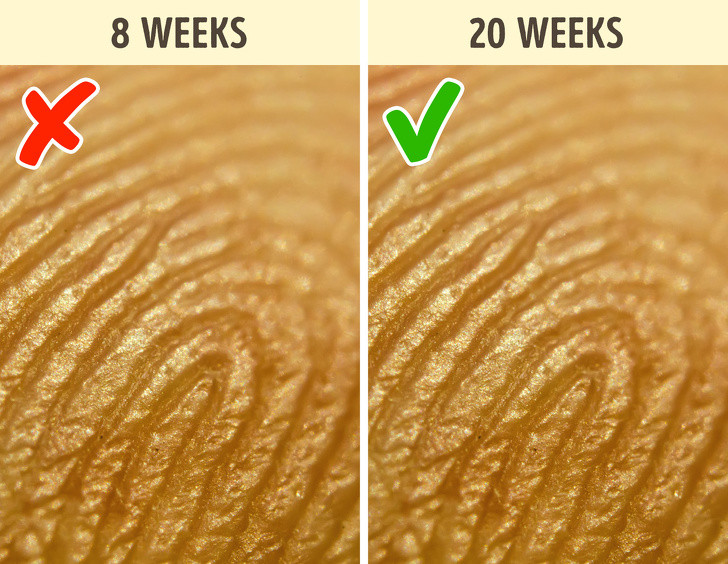 Dấu vân tay của trẻ sơ sinh bắt đầu hình thành từ tuần thứ 10 đến 19. Dấu vân tay này sẽ không thay đổi cho đến khi kết thúc cuộc đời.