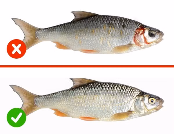 Để chọn con cá tươi, bạn hãy nhìn vào đôi mắt. Cá tươi ngon có màu mắt đỏ tươi không bị đục, da màu ánh kim tự nhiên và vảy khó bong.