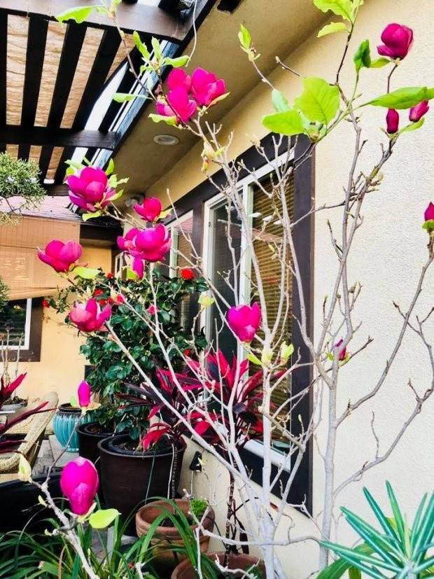 Ngoài những cây cảnh, bonsai đẹp thì nam ca sĩ còn sở hữu vườn cây ăn trái với những loài cây quen thuộc của Việt Nam.